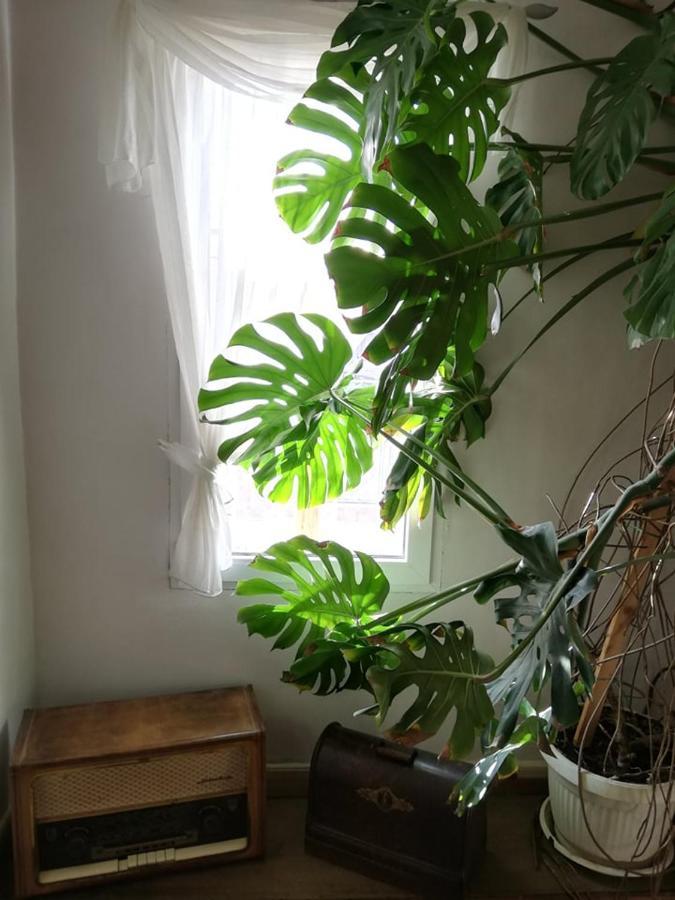 Guest House Vodolei Kotel Ngoại thất bức ảnh